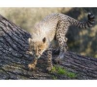 OZLHSP Puzzle Adultos 500 Piezas guepardos 52x38cm