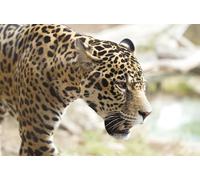 OZLHSP Puzzle Adultos 500 Piezas Jaguares Grandes Felinos Animales 52x38cm