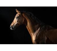 OZLHSP Puzzle Foto Puzzle 1000 Piezas Animales de Caballo 75x50cm