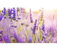 OZLHSP Puzzle Foto Puzzle 500 Piezas Abejas Insectos Animales de Verano 52x38cm