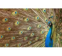 OZLHSP Puzzle Grandes Adultos Puzzle 1500 Piezas Animales Pavos Reales 87x57cm