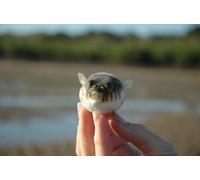 OZLHSP Puzzle Grandes Adultos Puzzle 500 Piezas Dedos de Fuga de Pescado Animales 52x38cm