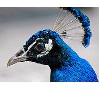 OZLHSP Puzzle Imposible Puzzle 1500 Piezas Animales Pavos Reales 87x57cm