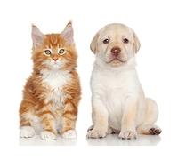 OZLHSP Puzzle Imposible Puzzle 500 Piezas Cachorros Gatitos Maine Coon Labrador Retriever Gato 52x38cm
