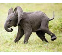 OZLHSP Puzzle Juego Puzzle 500 Piezas Elefantes Animales 52x38cm