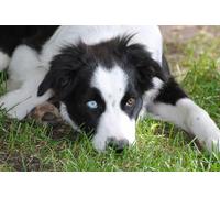 OZLHSP Puzzle Navidad 1500 Piezas Animales de Border Collie 87x57cm