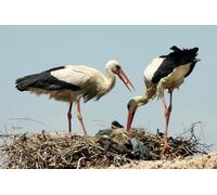 OZLHSP Puzzle Navidad 500 Piezas Cigüeñas Animales 52x38cm