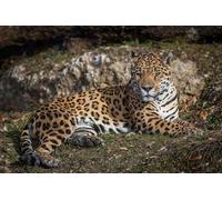 OZLHSP Puzzle Navidad 500 Piezas Jaguares Grandes Animales 52x38cm