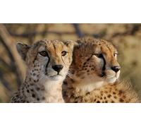 OZLHSP Puzzle niña 500 Piezas Guepardos Grandes felinos Animales 52x38cm