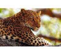 OZLHSP Puzzle niña 500 Piezas Leopardos Animales Grandes 52x38cm