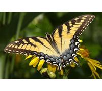 OZLHSP Puzzle niña 500 Piezas Mariposas Insectos Animales 52x38cm