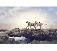 OZLHSP Puzzle niña Puzzle 500 Piezas Guepardos Grandes felinos Animales 52x38cm