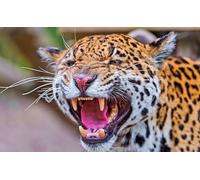 OZLHSP Puzzle niña Puzzle 500 Piezas Jaguares Grandes Animales 52x38cm