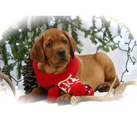 OZLHSP Puzzle niño 1000 Piezas Bufanda de Cachorro de Labrador Retriever 75x50cm