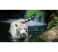 OZLHSP Puzzle niño 500 Piezas Tigres Grandes Felinos Animales 52x38cm