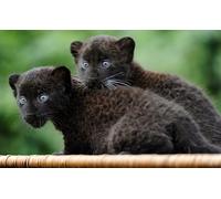 OZLHSP Puzzle niños 1000 Piezas Jaguares 75x50cm