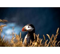 OZLHSP Puzzle niños Puzzle 1000 Piezas Animales exóticos del callejón sin Salida 75x50cm