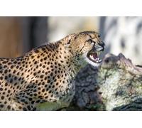 OZLHSP Puzzle niños Puzzle 500 Piezas Guepardos Animales 52x38cm