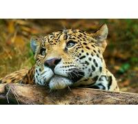 OZLHSP Puzzle niños Puzzle 500 Piezas Jaguares Grandes Felinos Animales 52x38cm