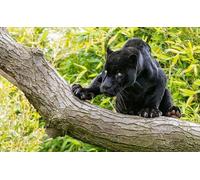 OZLHSP Puzzle para Adultos Puzzle 1000 Piezas Jaguares Pantera Grandes Felinos Animales 75x50cm