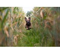 OZLHSP Puzzle para Adultos Puzzle 1500 Piezas Cachorros Senderos Campos Animales 87x57cm