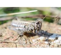 OZLHSP Puzzle para Adultos Puzzle 1500 Piezas Saltamontes Insectos Animales 87x57cm