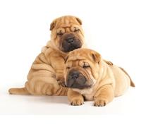 OZLHSP Puzzle para Adultos Puzzle 500 Piezas Cachorro Shar Pei Animal 52x38cm