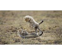 OZLHSP Puzzle para Adultos Puzzle 500 Piezas Grandes felinos guepardos 52x38cm