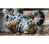 OZLHSP Puzzle Puzzle 500 Piezas Animales Jaguares 52x38cm