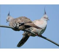 OZLHSP Puzzle tivos Puzzle 500 Piezas Animales de Paloma 52x38cm