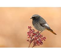 OZLHSP Puzzle tivos Puzzle 500 Piezas colirrojo tizón fenicio 52x38cm