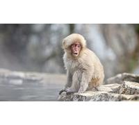 OZLHSP Puzzle tivos Puzzle 500 Piezas Mono Macaco Japonés Animales 52x38cm