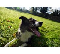 OZLHSP Puzzles 1000 Piezas Adultos Animales de Border Collie 75x50cm