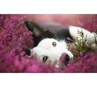 OZLHSP Puzzles 1500 Piezas Animales de Border Collie 87x57cm