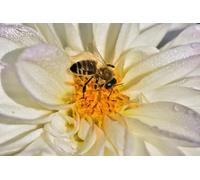 OZLHSP Puzzles 3D 500 Piezas Abejas Insecto Animal 52x38cm