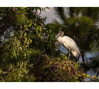 OZLHSP Puzzles 3D 500 Piezas Cigüeñas Cigüeña de Madera Animales 52x38cm