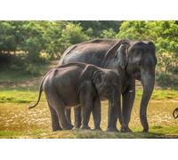 OZLHSP Puzzles 3D 500 Piezas Elefantes Bebés Animales 52x38cm