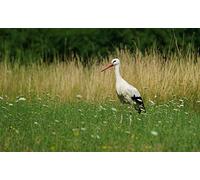 OZLHSP Puzzles 500 Piezas Adultos Cigüeñas Animales 52x38cm