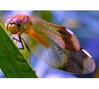 OZLHSP Puzzles 500 Piezas Animales Insectos 52x38cm