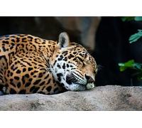 OZLHSP Puzzles 500 Piezas Jaguares Grandes Animales 52x38cm
