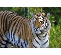 OZLHSP Puzzles 500 Piezas Tigre de Amur Tigres Animales 52x38cm