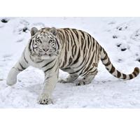 OZLHSP Puzzles 500 Piezas Tigres Animales Grandes 52x38cm