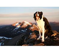 OZLHSP Puzzles Adultos Puzzle 1500 Piezas Animales de Border Collie 87x57cm