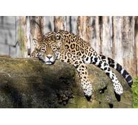 OZLHSP Puzzles Adultos Puzzle 500 Piezas Jaguares Grandes Animales 52x38cm