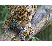 OZLHSP Puzzles de Madera 1500 Piezas Animales Jaguares 87x57cm