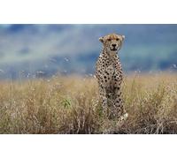 OZLHSP Puzzles de Madera 500 Piezas Guepardos Animales Grandes 52x38cm