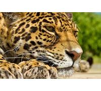 OZLHSP Puzzles Grandes Puzzle 1000 Piezas Jaguares Grandes Animales 75x50cm