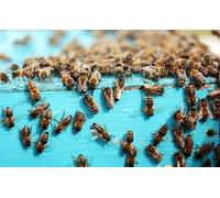 OZLHSP Puzzles Grandes Puzzle 500 Piezas Abejas Insectos Animales 52x38cm