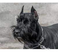 OZLHSP Puzzles Grandes Puzzle 500 Piezas Animal Schnauzer Gigante 52x38cm