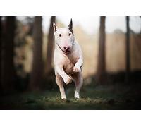 OZLHSP Puzzles Grandes Puzzle 500 Piezas Animales Que saltan del Bull Terrier 52x38cm